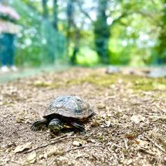 Galeria - Imagem 5 da Visita ao Parque Biol�gico de Gaia